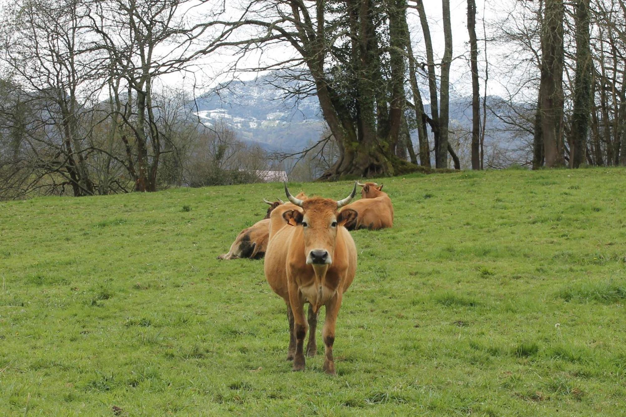 Willa Casa De Aldea Monga 9 En Nava, Asturias Zewnętrze zdjęcie
