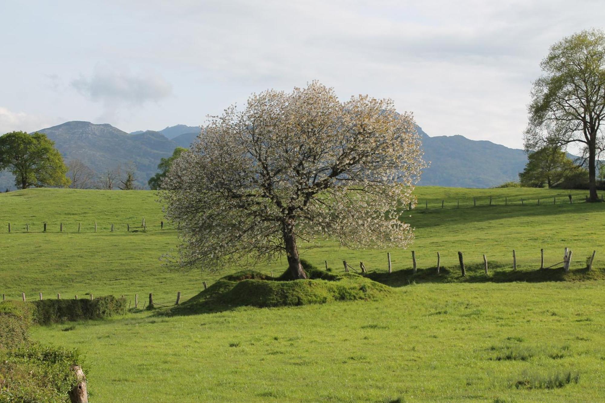 Willa Casa De Aldea Monga 9 En Nava, Asturias Zewnętrze zdjęcie