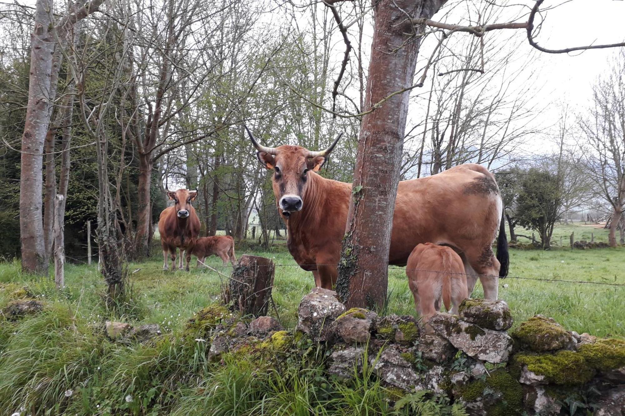 Willa Casa De Aldea Monga 9 En Nava, Asturias Zewnętrze zdjęcie